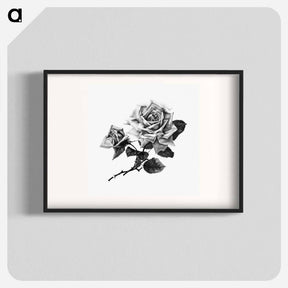 アートポスター-Rose from Songs of Love and Joy
 - 大英図書館 Poster.