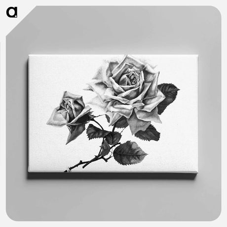 アートパネル-Rose from Songs of Love and Joy
 - 大英図書館 Canvas.