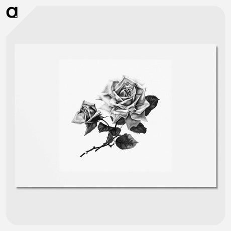 アートポスター-Rose from Songs of Love and Joy
 - 大英図書館 Poster.