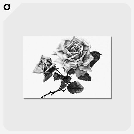 アートポストカード-Rose from Songs of Love and Joy
 - 大英図書館 Postcard.