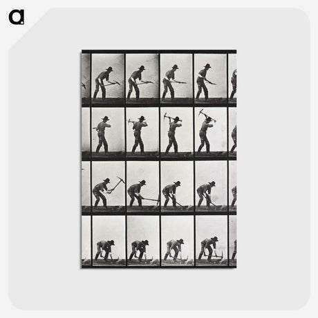 アートポストカード-Animal Locomotion Plate 386
 - エドワード マイブリッジ Postcard.
