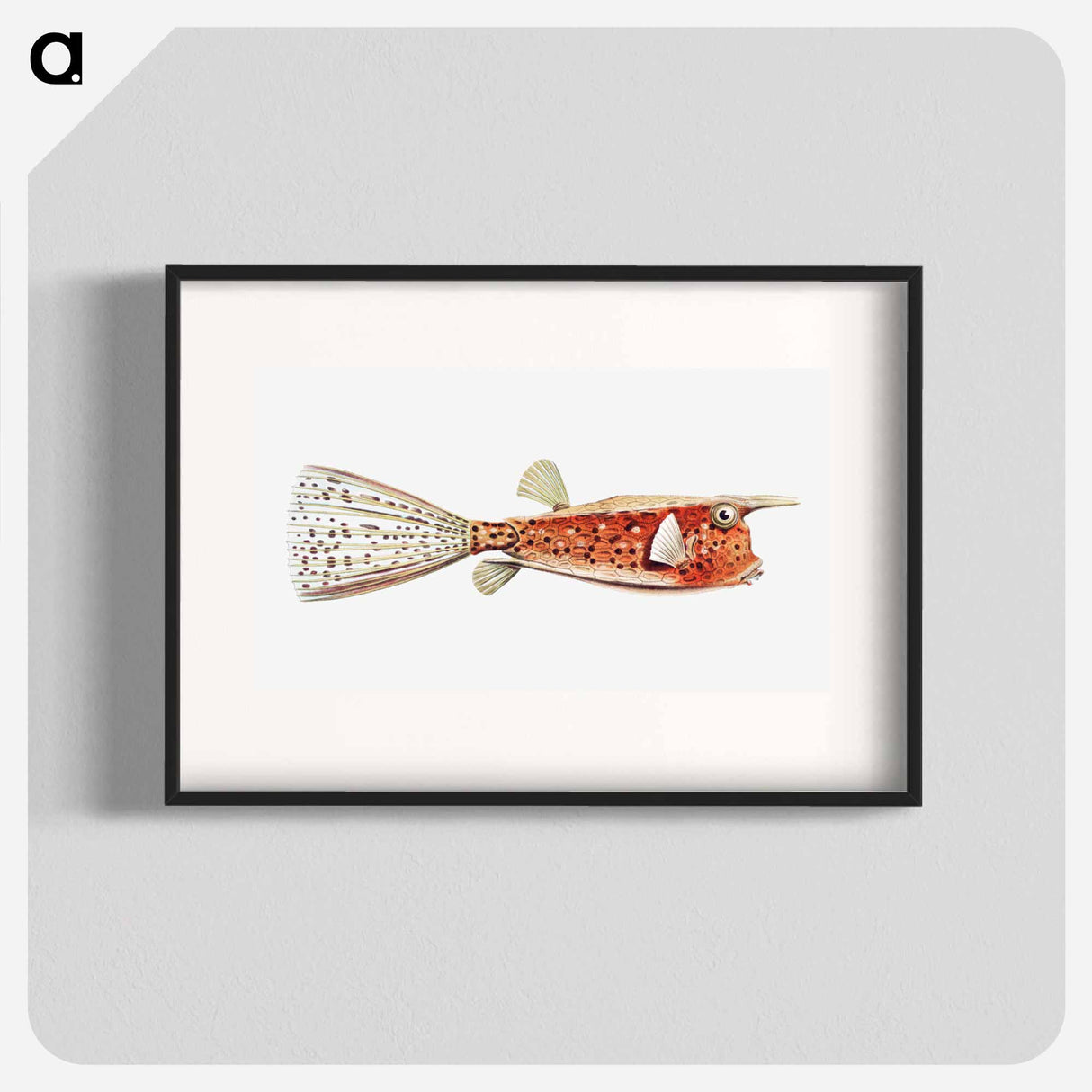 Vintage fish illustration on white background - エルンスト ヘッケル Poster.