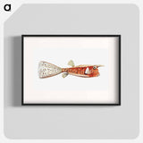 Vintage fish illustration on white background - エルンスト ヘッケル Poster.