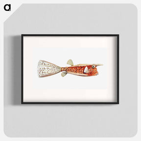 アートポスター-Vintage fish illustration on white background - エルンスト ヘッケル Poster.