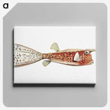 2-28_Ernst-Haeckel_canvas