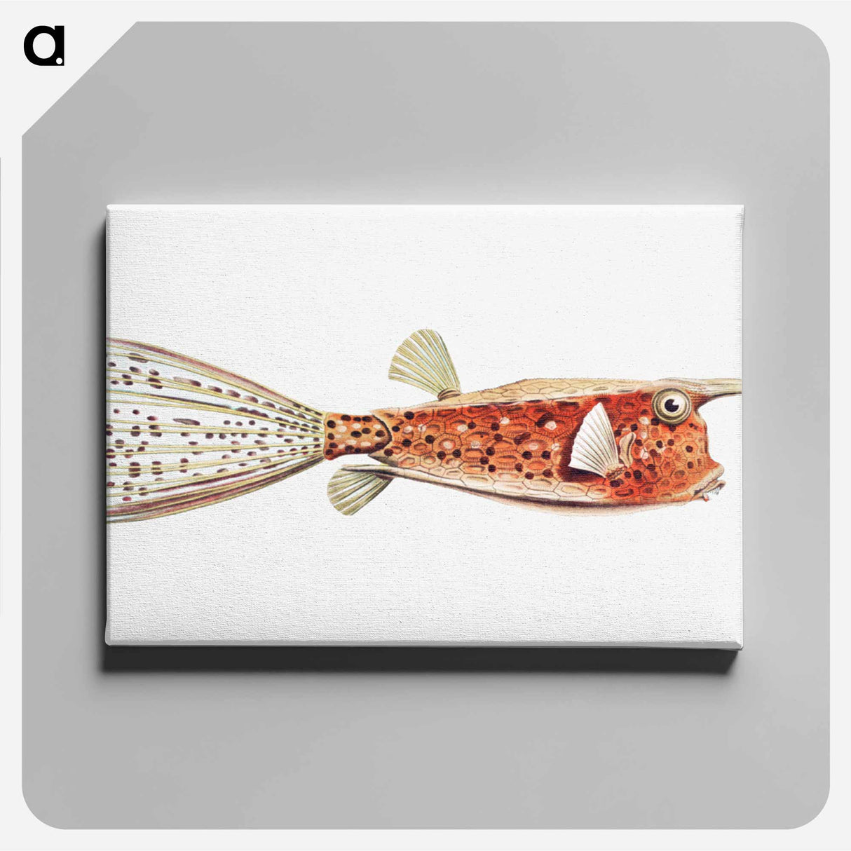 Vintage fish illustration on white background - エルンスト ヘッケル Canvas.