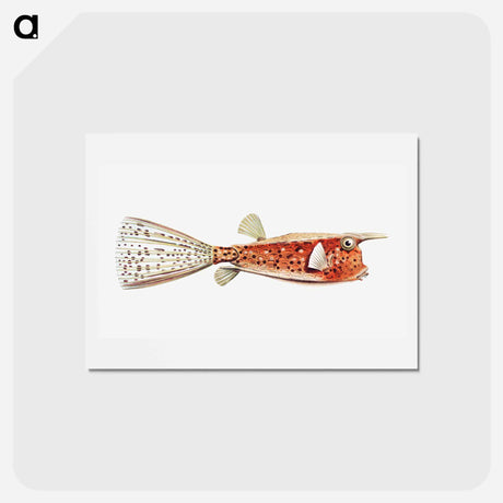 アートポストカード-Vintage fish illustration on white background - エルンスト ヘッケル Postcard.