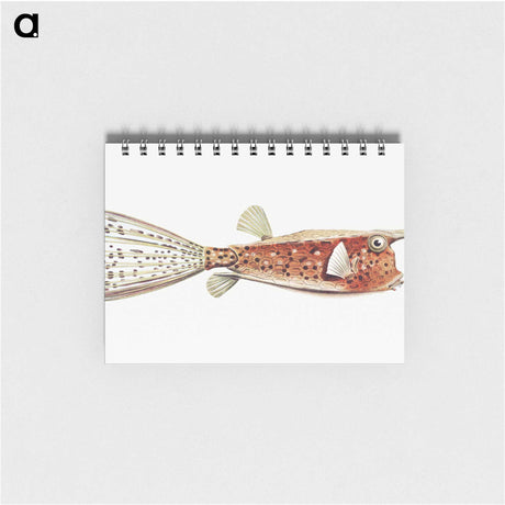 2-28_Ernst-Haeckel_memo