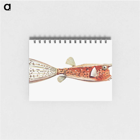 アートメモ帳-Vintage fish illustration on white background - エルンスト ヘッケル Memo.