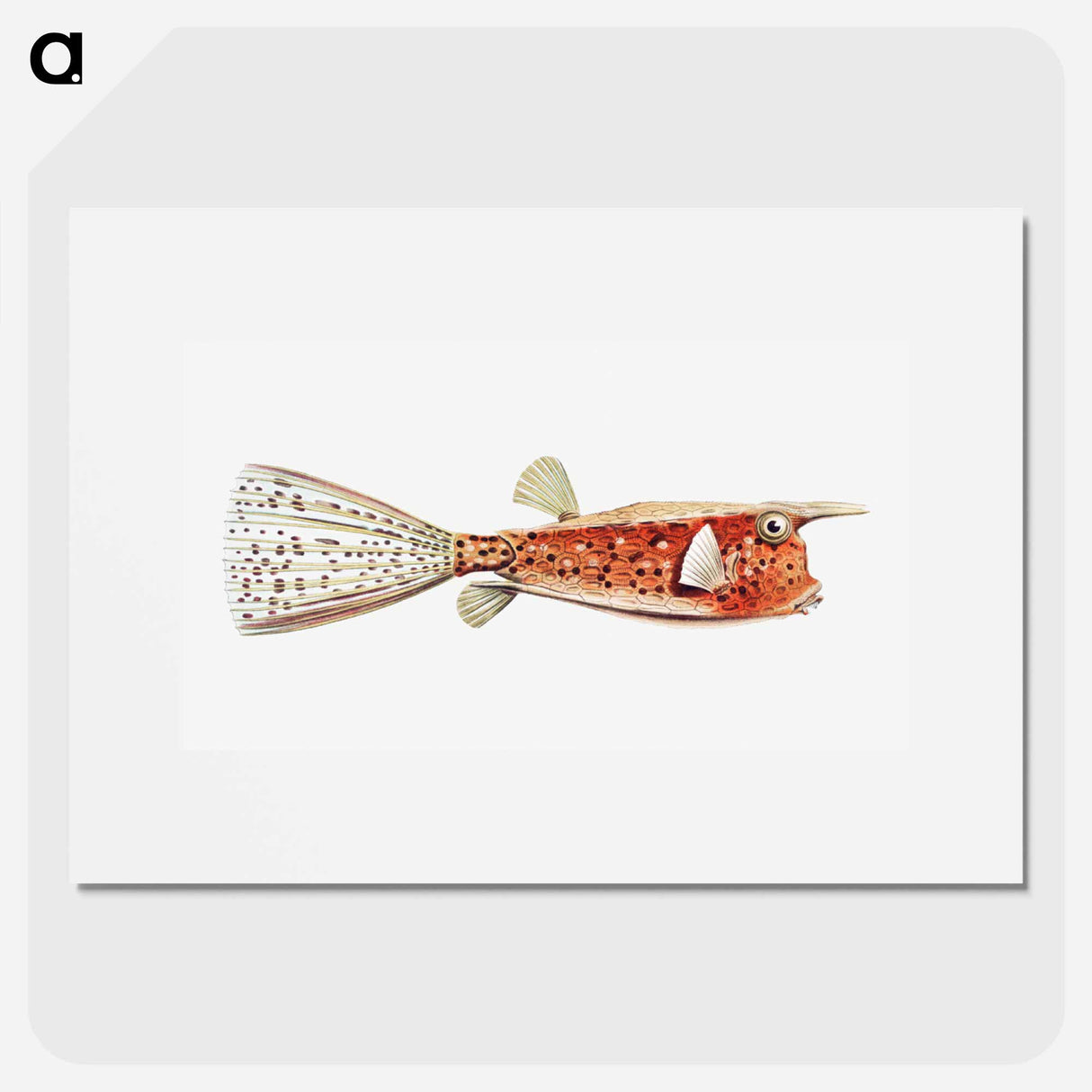 Vintage fish illustration on white background - エルンスト ヘッケル Poster.