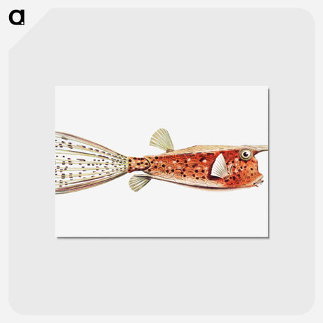 アートポストカード-Vintage fish illustration on white background - エルンスト ヘッケル Postcard.