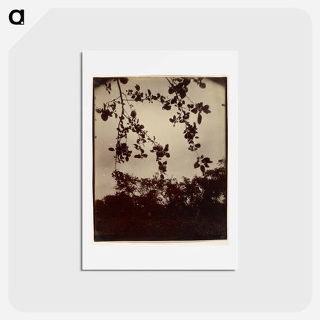 アートポストカード-Apple Tree, Detail
 - ウジェーヌ アジェ Postcard.