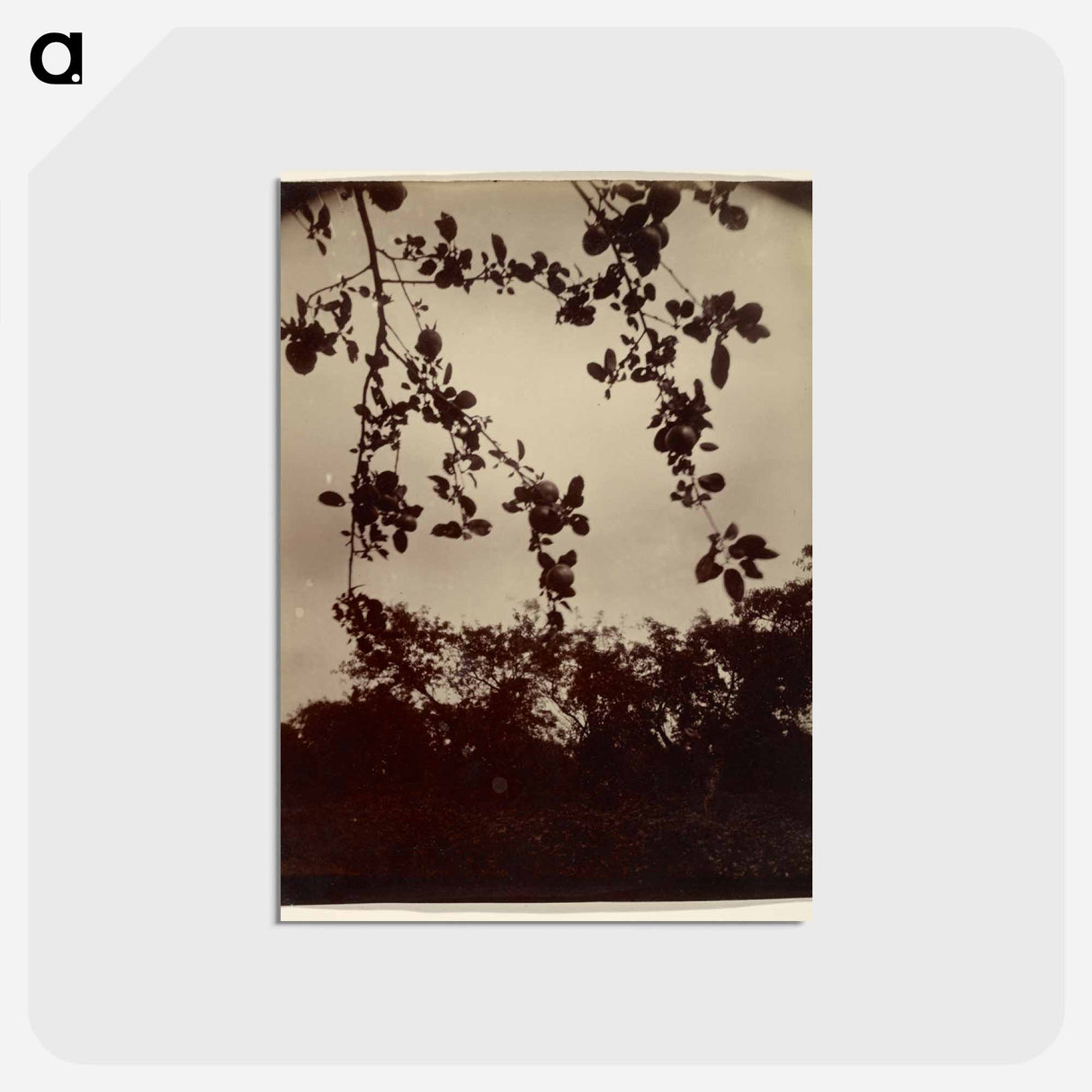 アートポストカード-Apple Tree, Detail
 - ウジェーヌ アジェ Postcard.