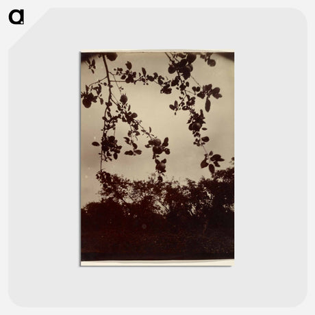 アートポストカード-Apple Tree, Detail
 - ウジェーヌ アジェ Postcard.