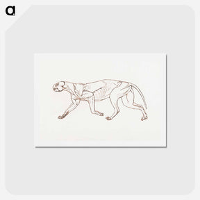 アートポストカード-Leopard Body, Lateral View
 - ジョージ スタッブス Postcard.