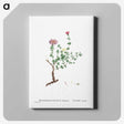 2-28_Histoire-des-Plantes-Grasses_canvas