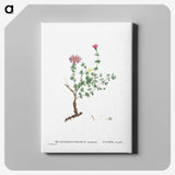2-28_Histoire-des-Plantes-Grasses_canvas