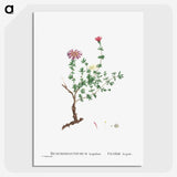 2-28_Histoire-des-Plantes-Grasses_picture-crop