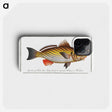 2-28_Ichtyologie-ou-Histoire-naturelle_phone