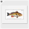 2-28_Ichtyologie-ou-Histoire-naturelle_picture