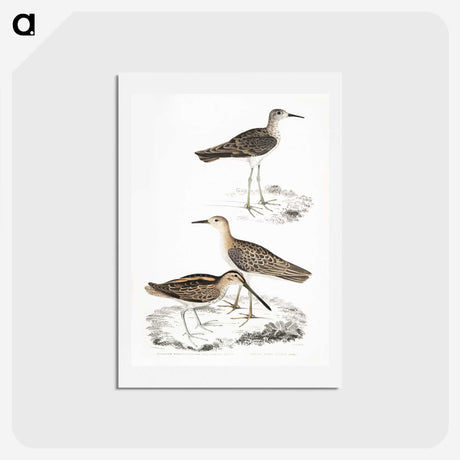 2-28_Indian-Zoology_hagaki