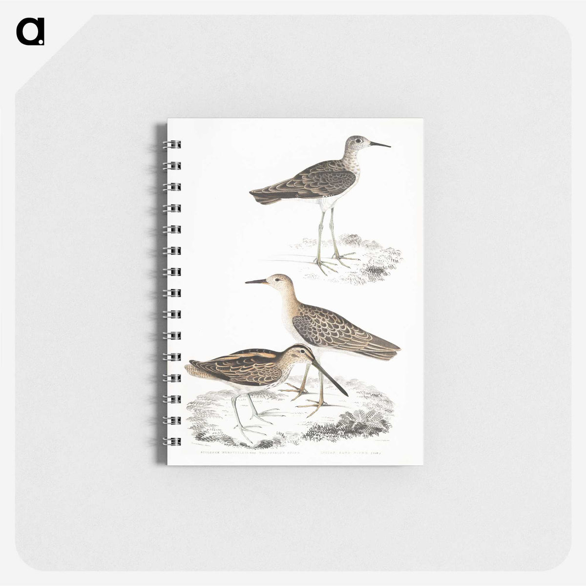 2-28_Indian-Zoology_memo