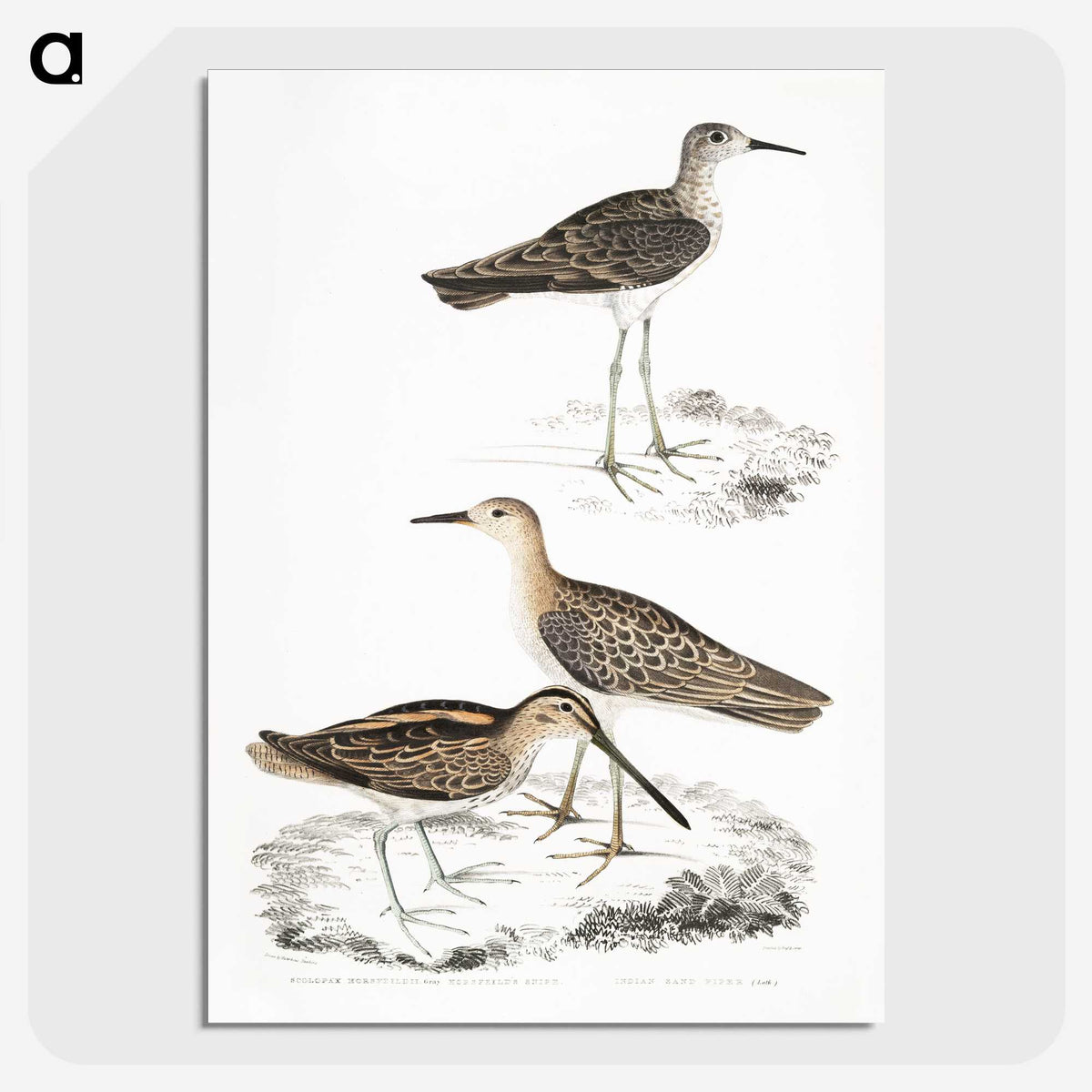 2-28_Indian-Zoology_picture-crop