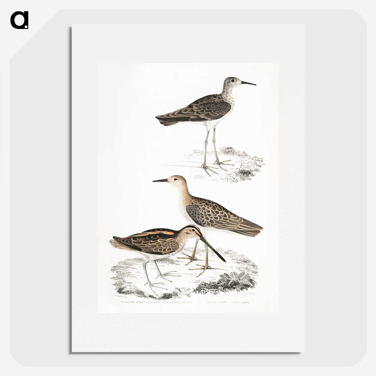 2-28_Indian-Zoology_picture
