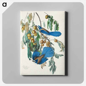 アートパネル-Florida Jay
 - ジョン ジェームス オーデュボン Canvas.