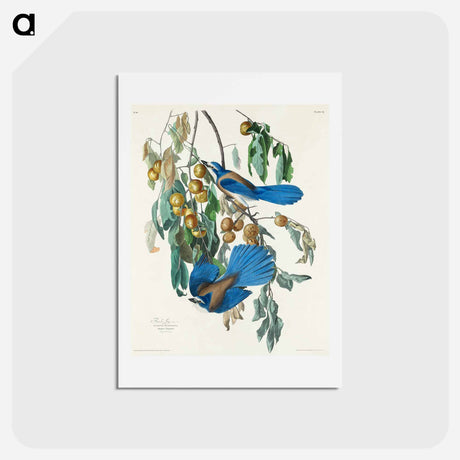 アートポストカード-Florida Jay
 - ジョン ジェームス オーデュボン Postcard.