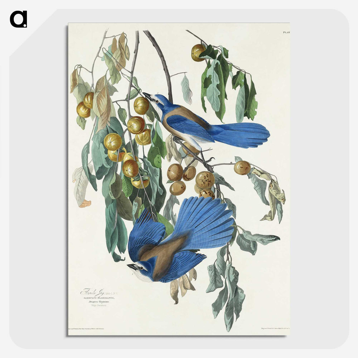 2-28_John-James-Audubon_picture-crop
