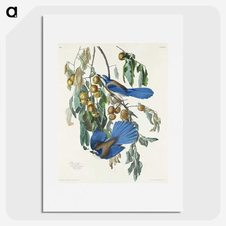 2-28_John-James-Audubon_picture