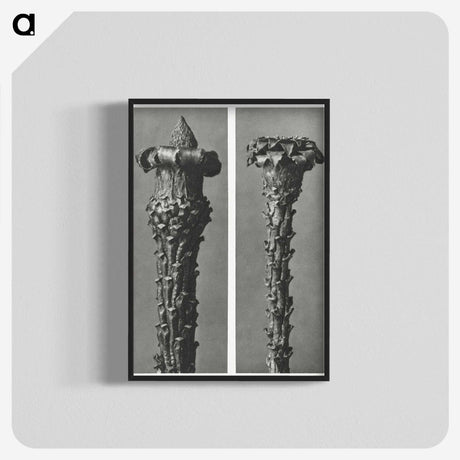 2-28_Karl-Blossfeldt_blk-crop