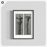 2-28_Karl-Blossfeldt_blk