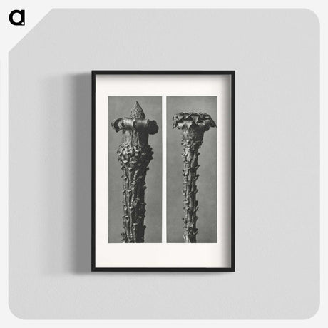 2-28_Karl-Blossfeldt_blk