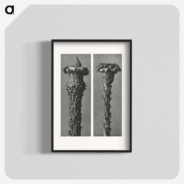 2-28_Karl-Blossfeldt_blk