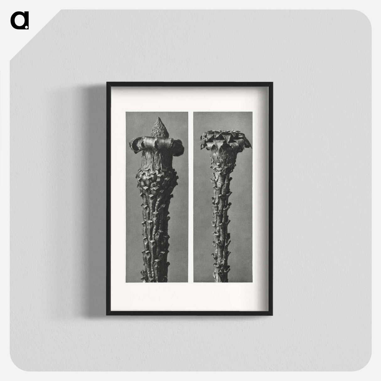 Picea Excelsa (Silver Fir or Red Variety) young shoots with the needles removed enlarged 10 times - カール ブロスフェルト Poster.