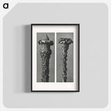 Picea Excelsa (Silver Fir or Red Variety) young shoots with the needles removed enlarged 10 times - カール ブロスフェルト Poster.