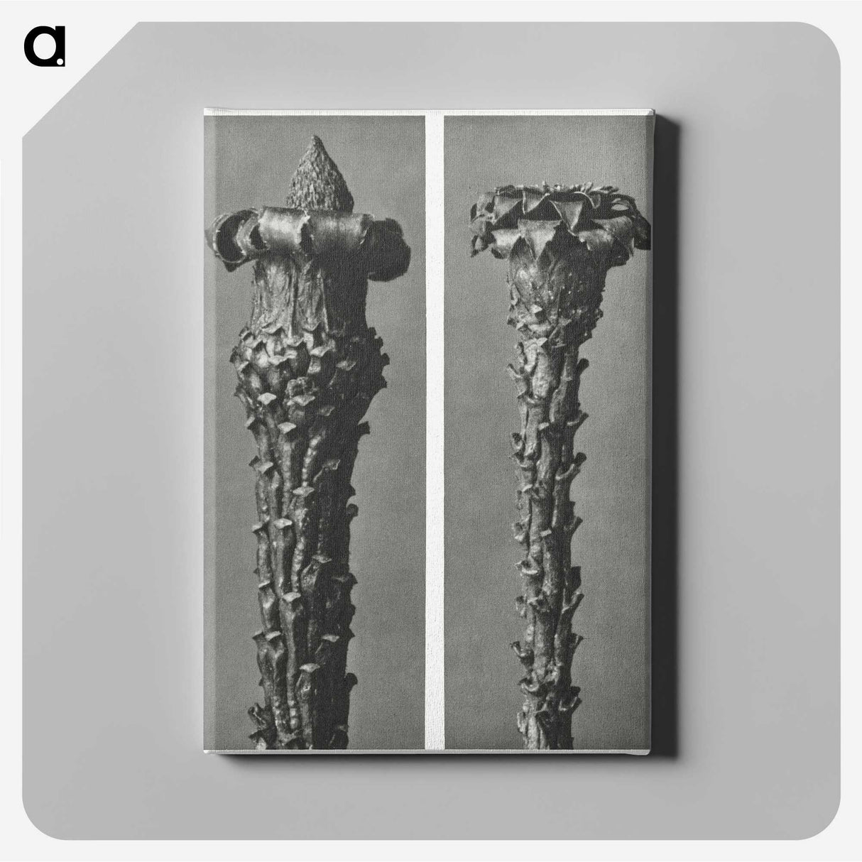 2-28_Karl-Blossfeldt_canvas