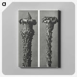 2-28_Karl-Blossfeldt_canvas