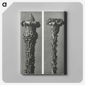 2-28_Karl-Blossfeldt_canvas