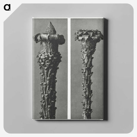 2-28_Karl-Blossfeldt_canvas