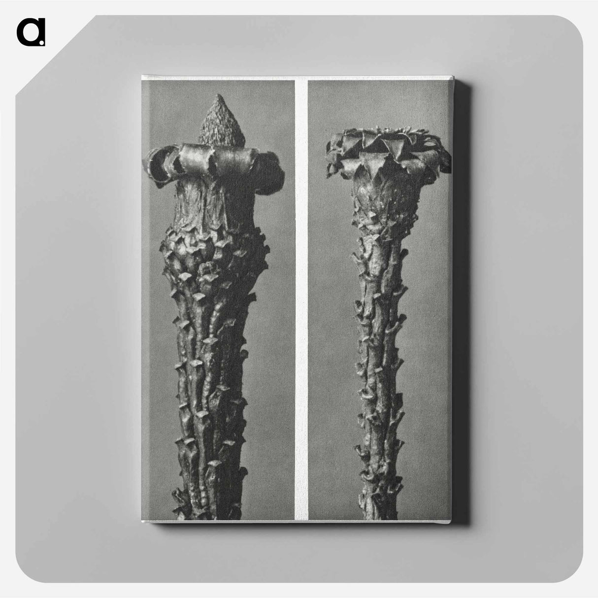 Picea Excelsa (Silver Fir or Red Variety) young shoots with the needles removed enlarged 10 times - カール ブロスフェルト Canvas.