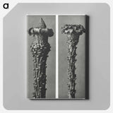 Picea Excelsa (Silver Fir or Red Variety) young shoots with the needles removed enlarged 10 times - カール ブロスフェルト Canvas.