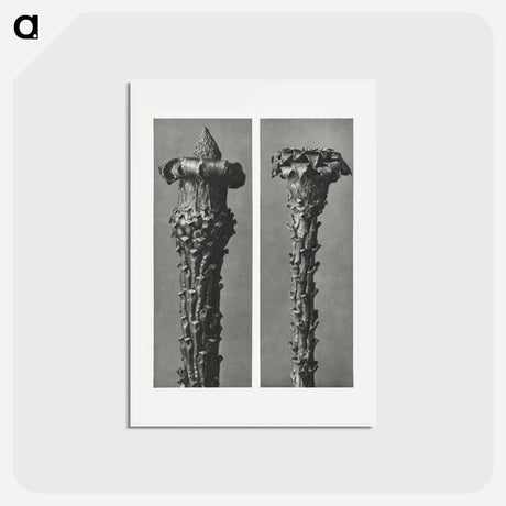 アートポストカード-Picea Excelsa (Silver Fir or Red Variety) young shoots with the needles removed enlarged 10 times - カール ブロスフェルト Postcard.