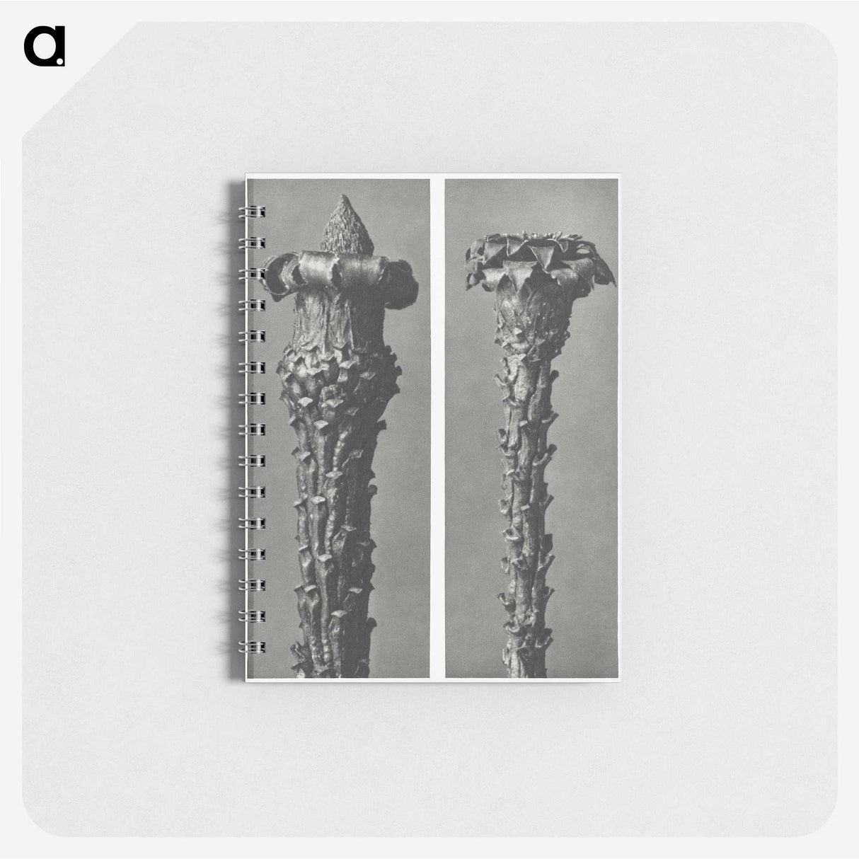 2-28_Karl-Blossfeldt_memo