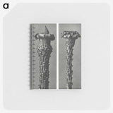 2-28_Karl-Blossfeldt_memo