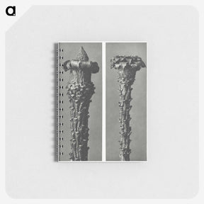 2-28_Karl-Blossfeldt_memo