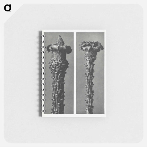 Picea Excelsa (Silver Fir or Red Variety) young shoots with the needles removed, enlarged 10 times - Karl Blossfeldt Memo.