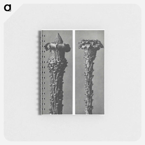 Picea Excelsa (Silver Fir or Red Variety) young shoots with the needles removed enlarged 10 times - カール ブロスフェルト Memo.